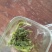正宗日照秋茶