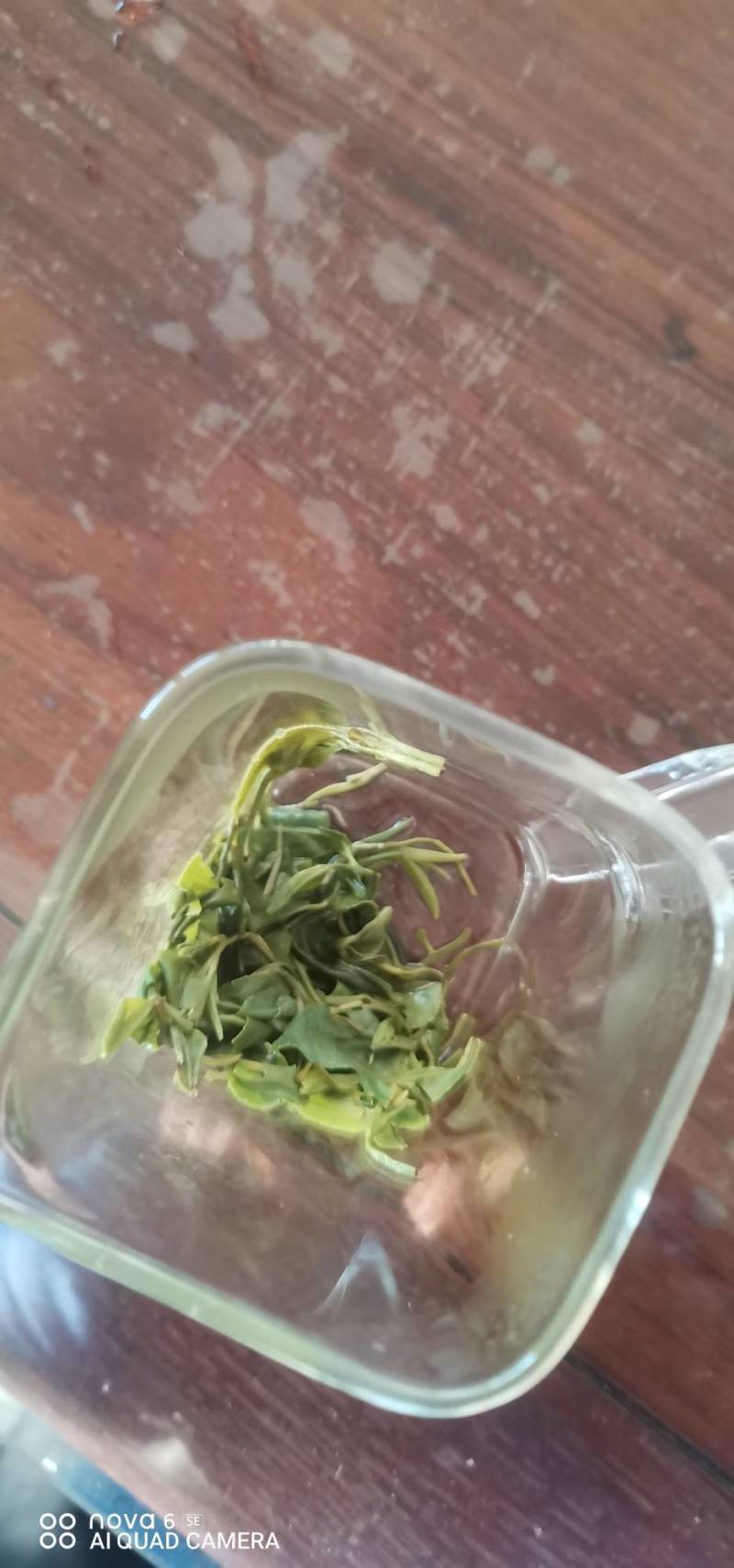 正宗日照秋茶