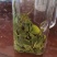 正宗日照秋茶