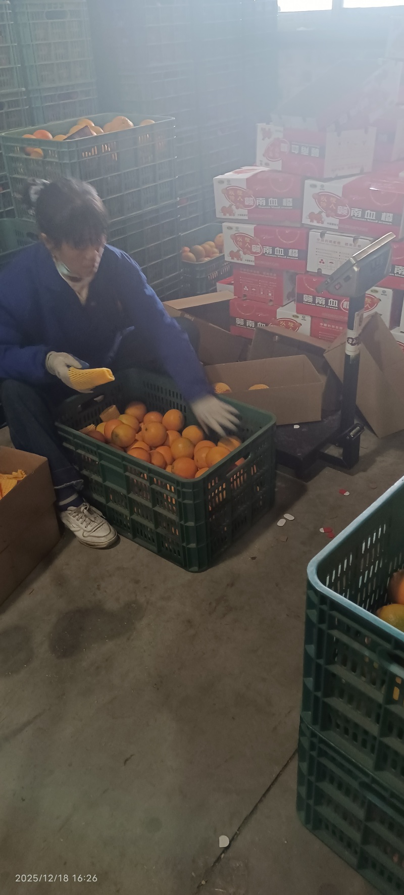 赣南脐橙
