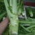 棒菜，菜头，青皮棒菜