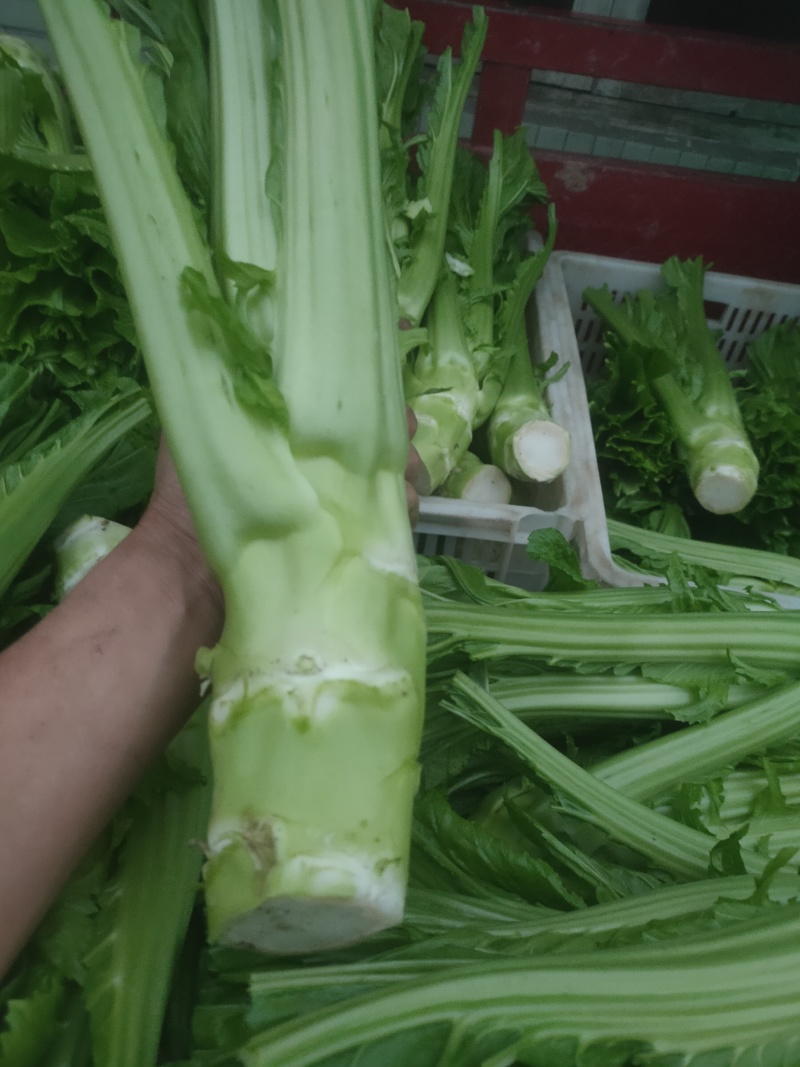 棒菜，菜头，青皮棒菜