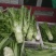 棒菜，菜头，青皮棒菜