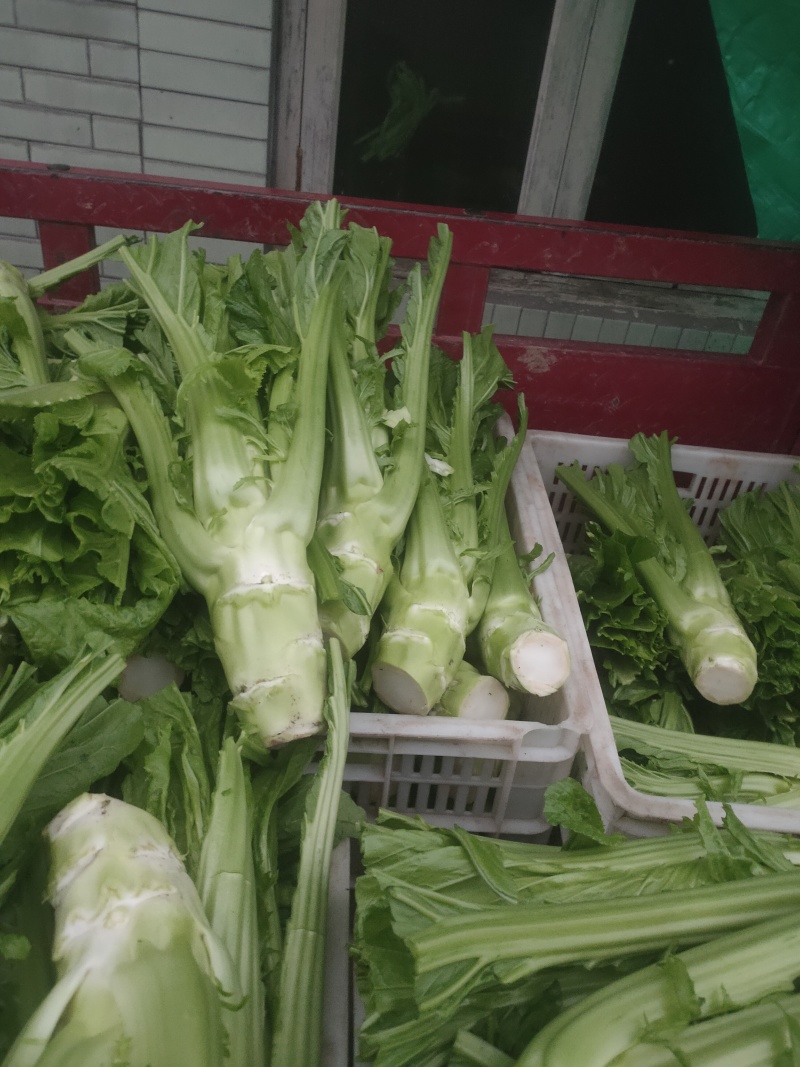 棒菜，菜头，青皮棒菜