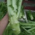 棒菜，菜头，青皮棒菜