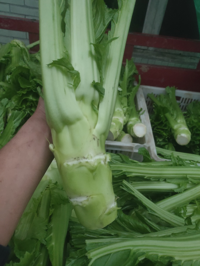 棒菜，菜头，青皮棒菜