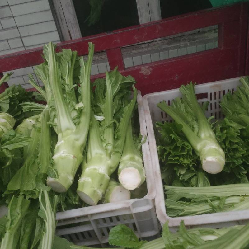 棒菜，菜头，青皮棒菜