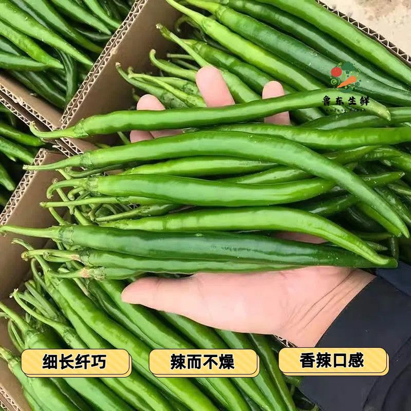 【优选】线椒产地直发欢迎来电质优价廉量大从优