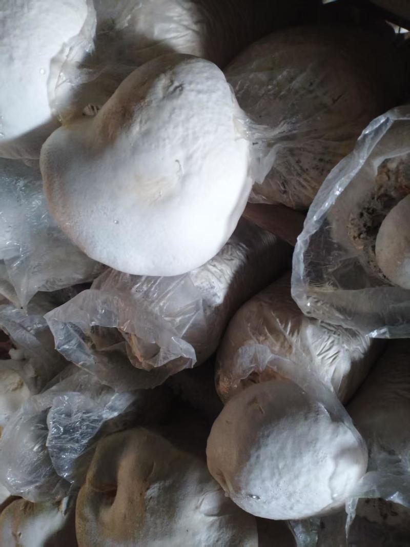 大量供应新鲜白灵菇黄金针菇