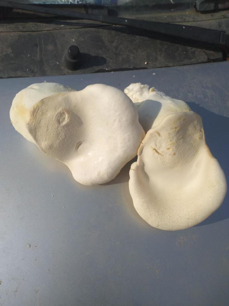 大量供应新鲜白灵菇黄金针菇