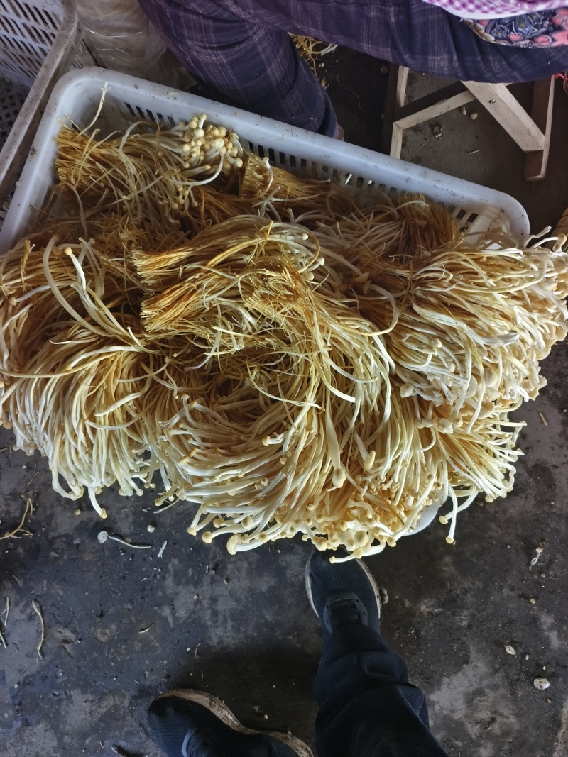 大量供应新鲜白灵菇黄金针菇