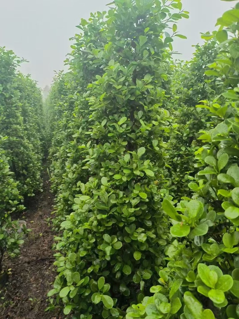 出售80-3米高火山榕基地直销规格齐全现货大量