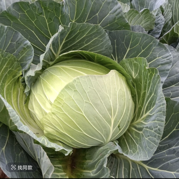 嘉鱼大量包菜