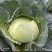 嘉鱼大量包菜