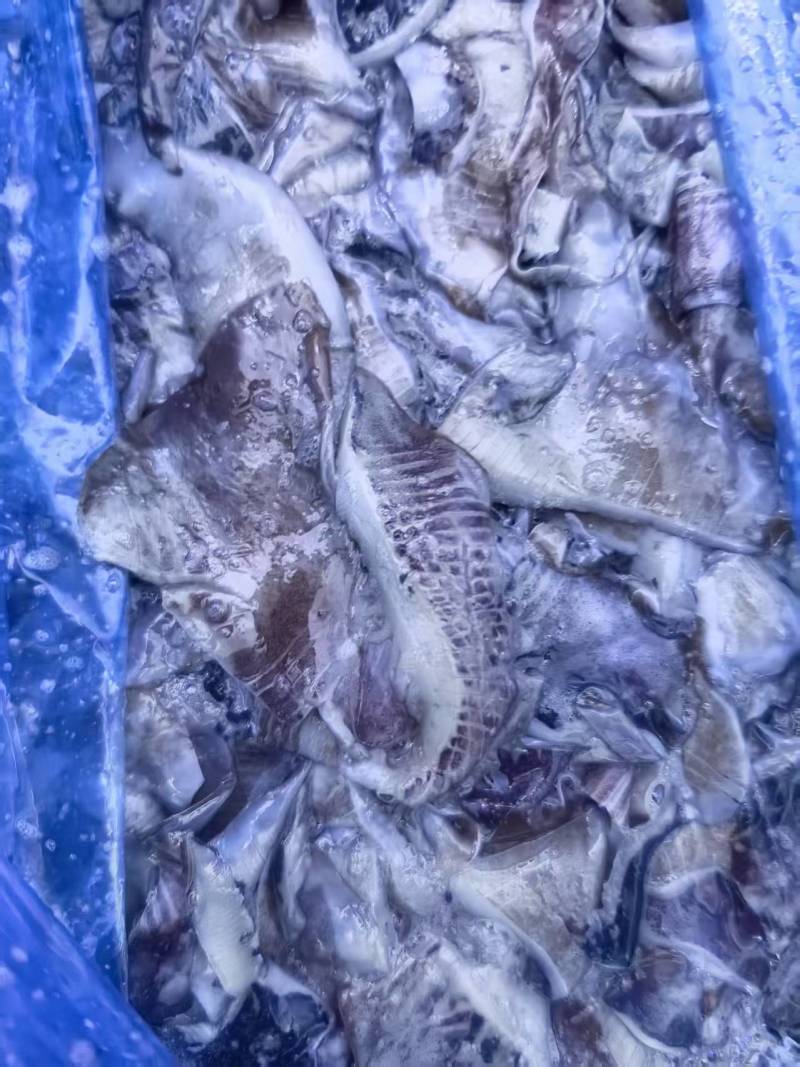 北太鱿鱼耳切下来的