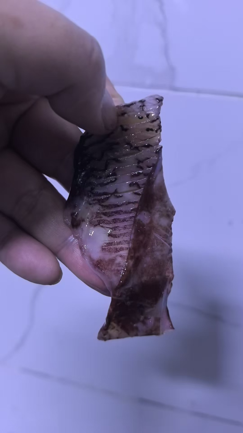北太鱿鱼耳切下来的