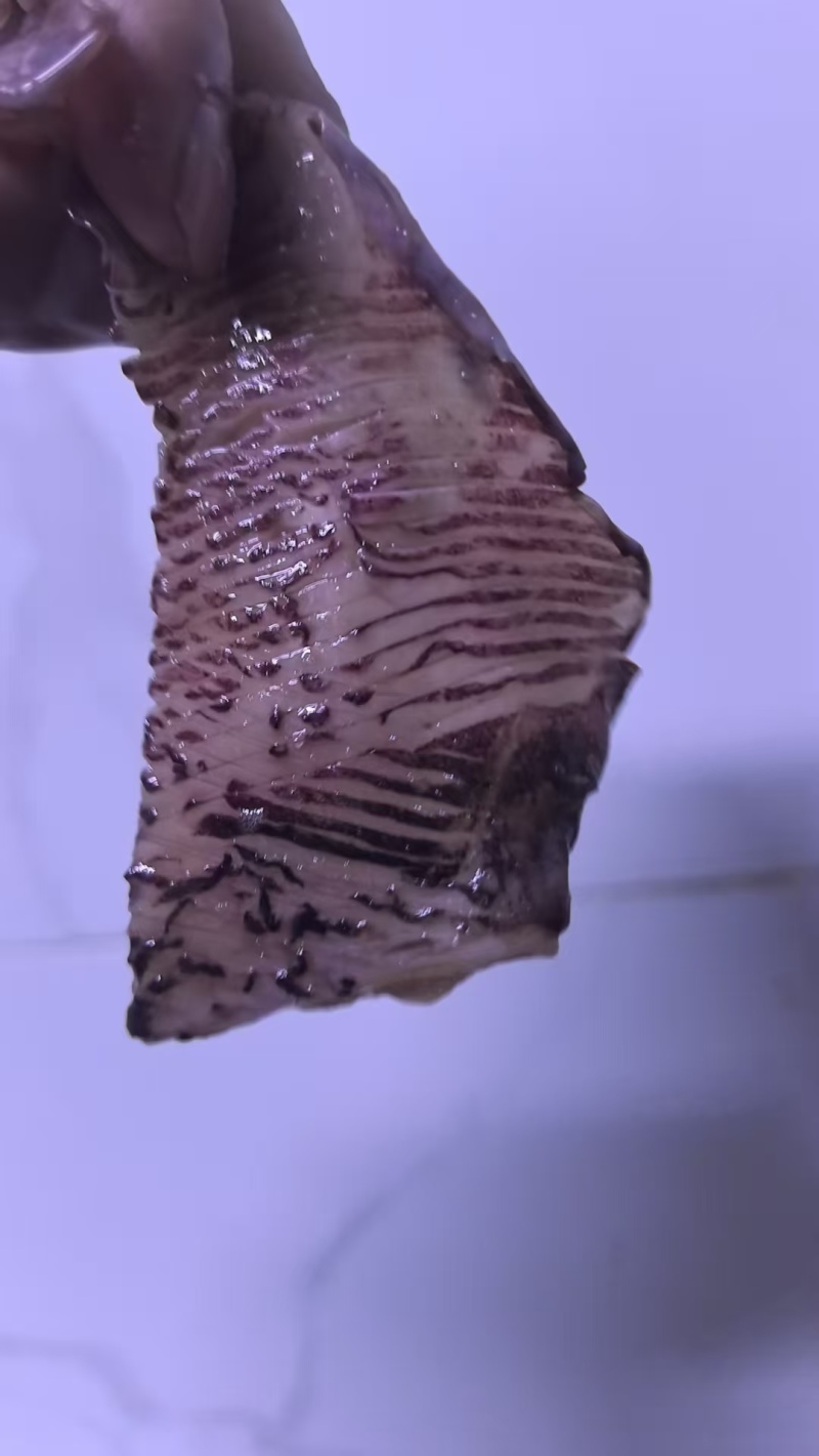 北太鱿鱼耳切下来的