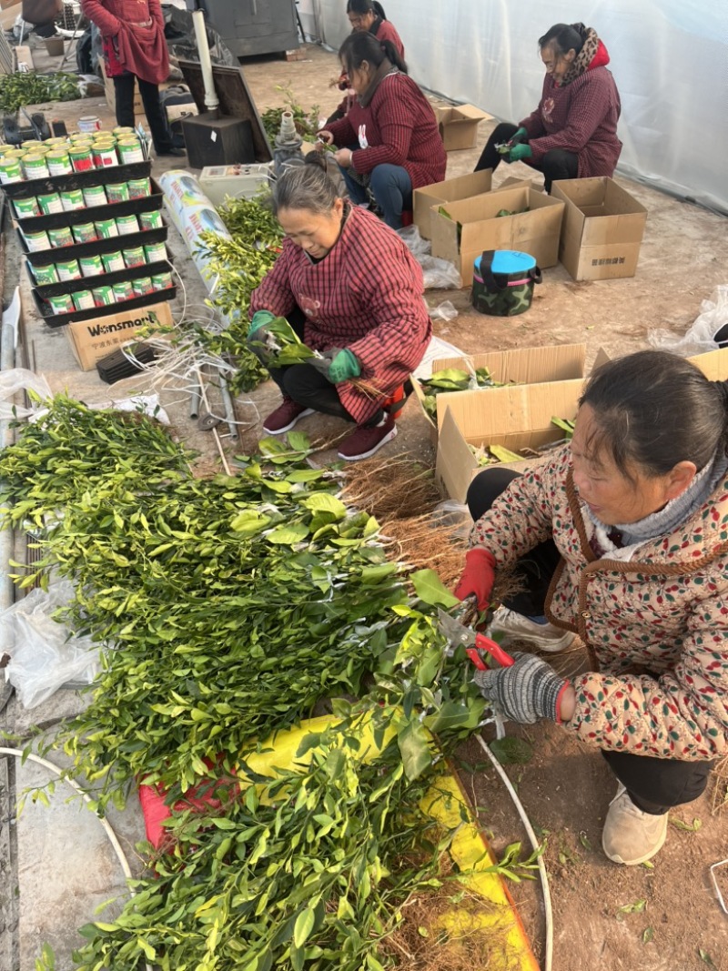 成都市简阳市新市街道柠檬嫁接苗苗场