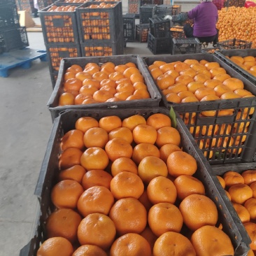 浙江三门蜜橘颜色靓丽一手货源量大口感好承接批发加工电商