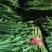 白根韭菜。绿根韭菜