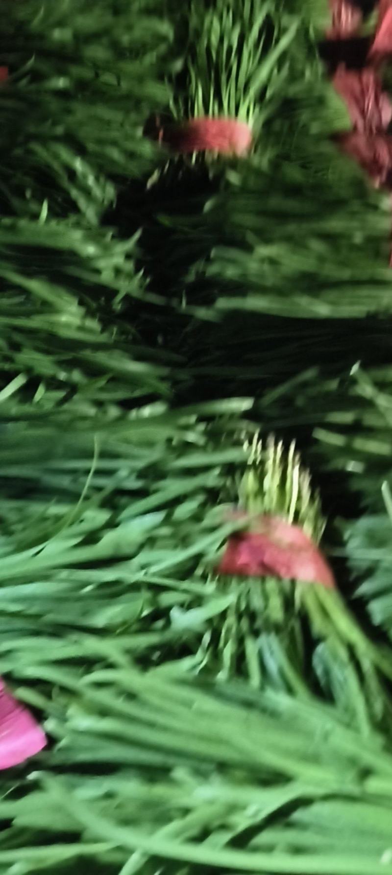白根韭菜。绿根韭菜