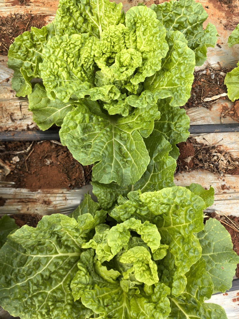 六十枣小白菜，大白菜