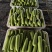 【产地】精品西葫芦品质保证代发全国专业实力代办