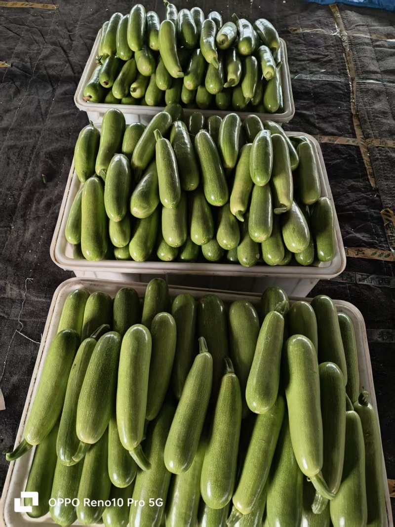 【产地】精品西葫芦品质保证代发全国专业实力代办