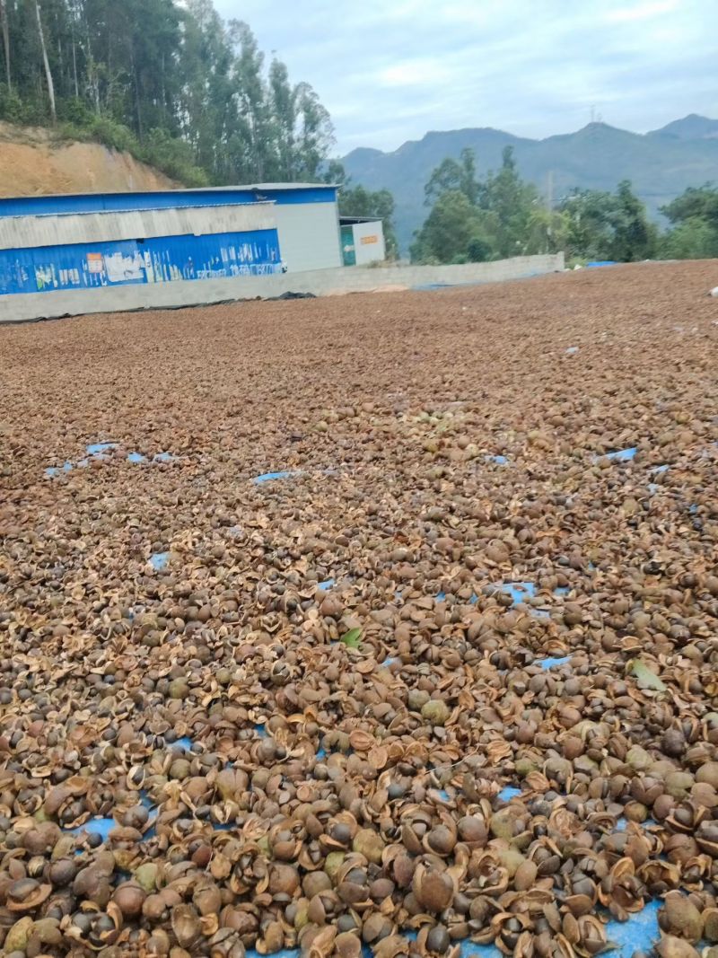 山茶油仔