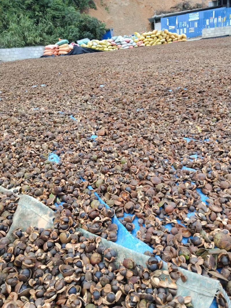 山茶油仔