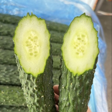 实力推荐精品密刺黄瓜，广东徐闻产地直发一手货源量大