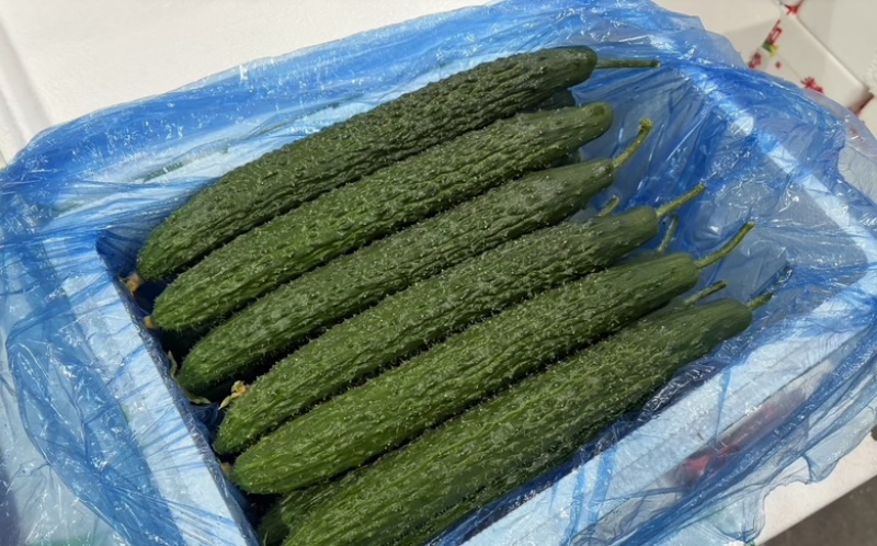 实力推荐精品密刺黄瓜，广东徐闻产地直发一手货源量大