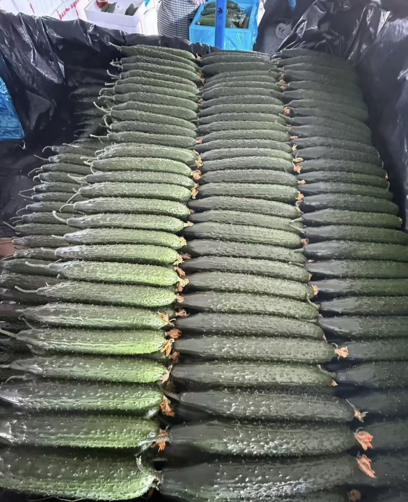 实力推荐精品密刺黄瓜，广东徐闻产地直发一手货源量大