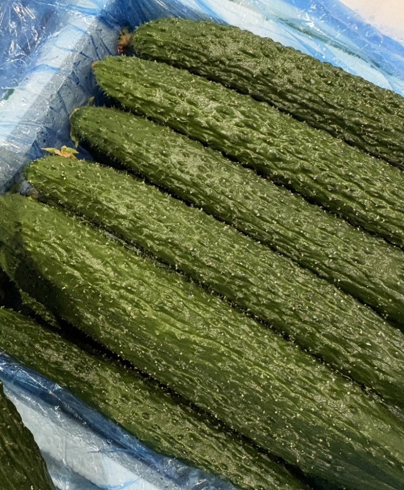 实力推荐精品密刺黄瓜，广东徐闻产地直发一手货源量大
