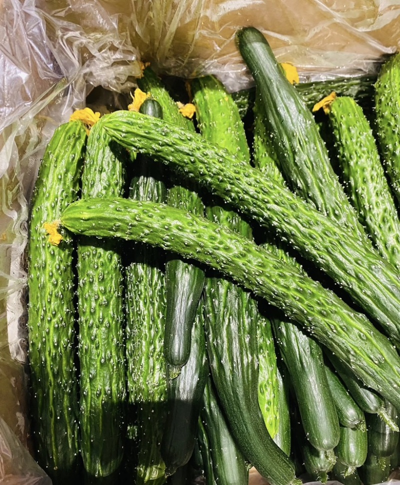 实力推荐精品密刺黄瓜，广东徐闻产地直发一手货源量大
