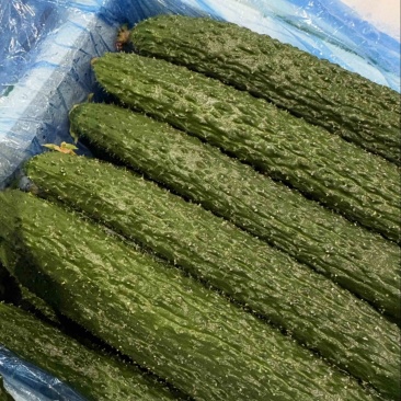 精品黄瓜，密刺黄瓜广东徐闻大量有货，规格齐全，欢迎联系