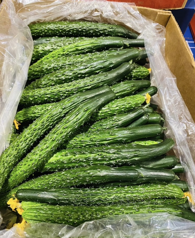 精品黄瓜，密刺黄瓜广东徐闻大量有货，规格齐全，欢迎联系