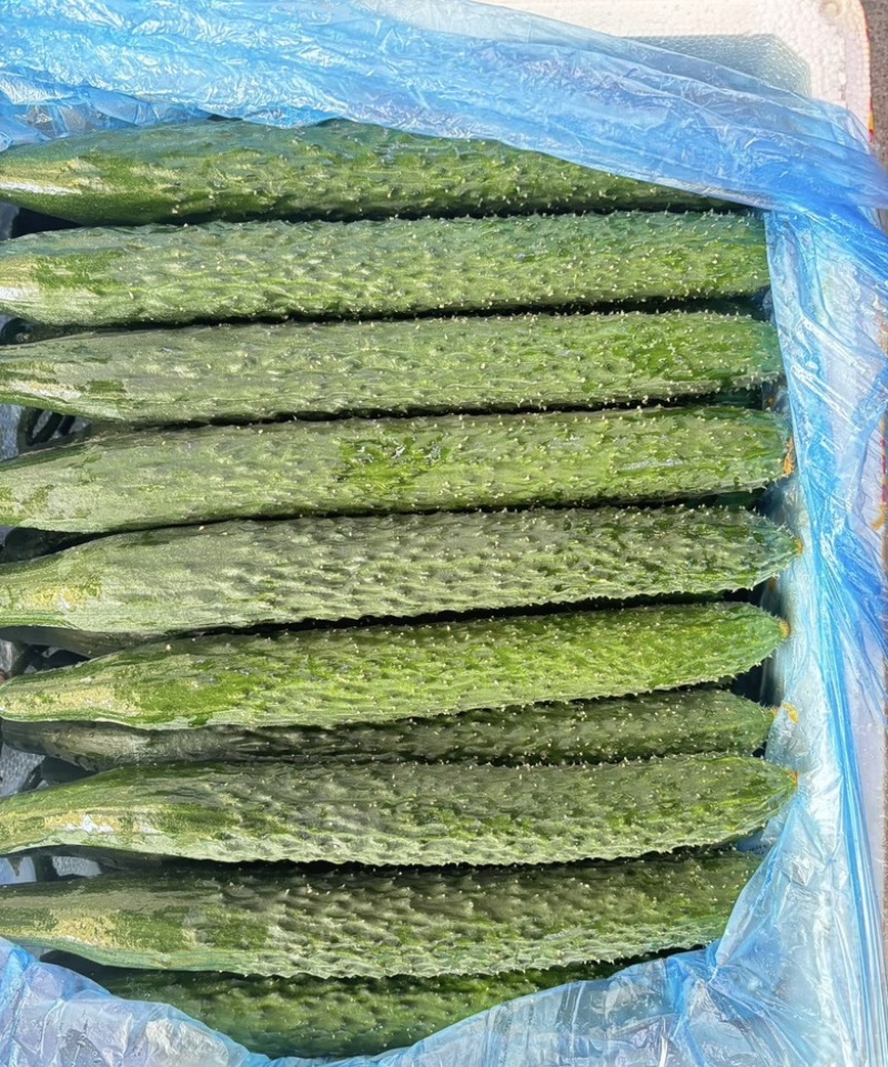 精品黄瓜，密刺黄瓜广东徐闻大量有货，规格齐全，欢迎联系