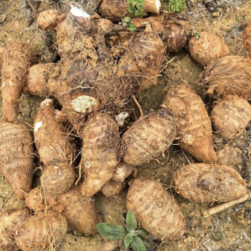 云南水果芋头