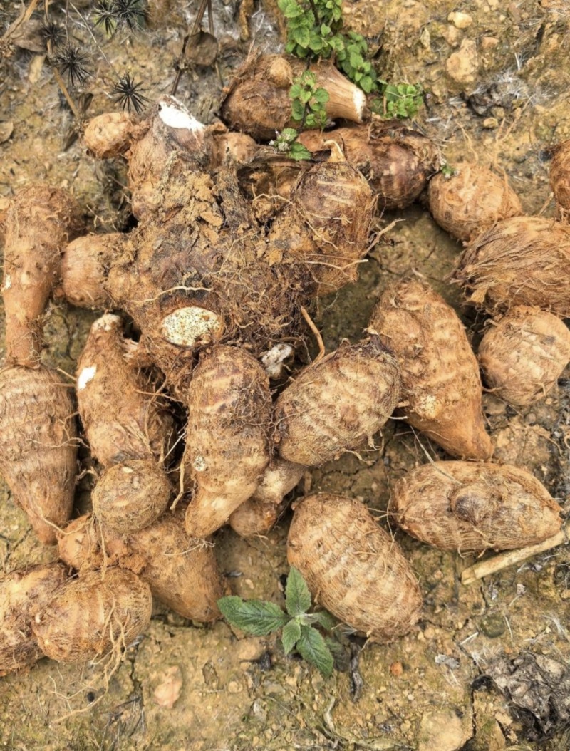 云南水果芋头