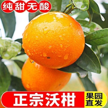 〈一件代发〉广西武鸣沃柑电商平台对接抖音快手视频号对
