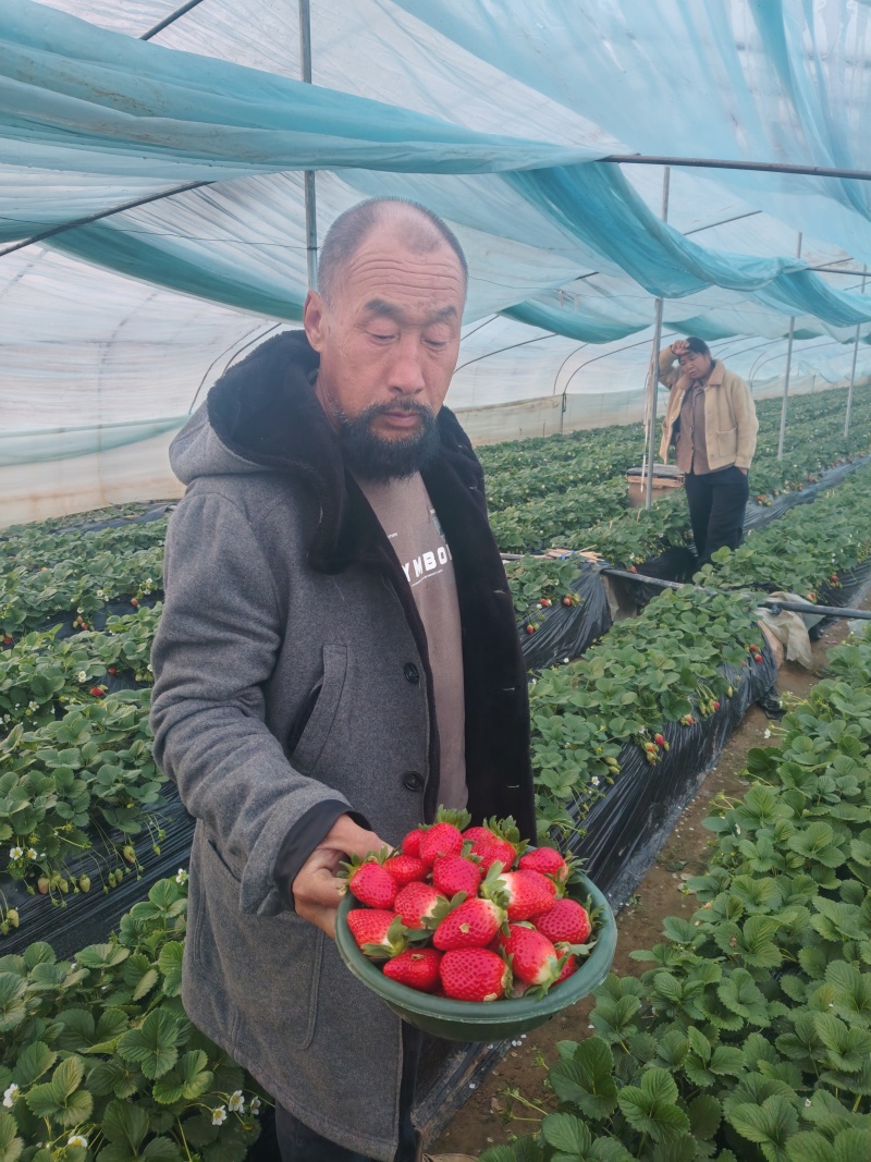 渭南草莓热销诚招客商采购电商供应链社区团购外贸出口商超