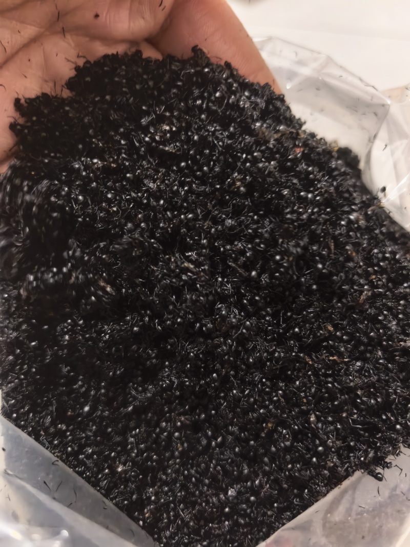 黑蚂蚁东北野生黑蚂蚁无硫熏各种规格无杂质纯净货
