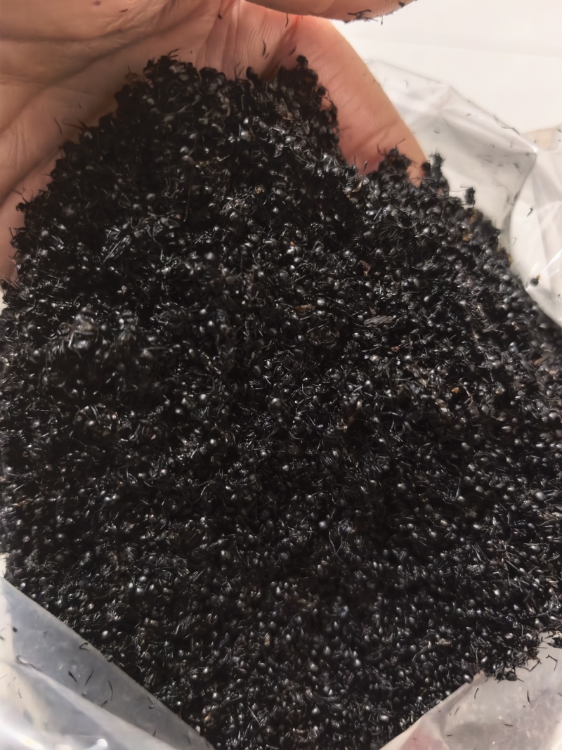 黑蚂蚁东北野生黑蚂蚁无硫熏各种规格无杂质纯净货