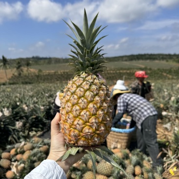 海南金钻17号凤梨原产地直发新鲜采摘一件代发