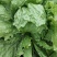 生菜球/球生菜/山东产区直发/大量现货/量大价优