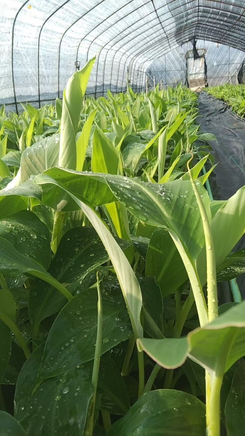 桂蕉一号、小米蕉、红香蕉苗，杯苗成活率高，好管理