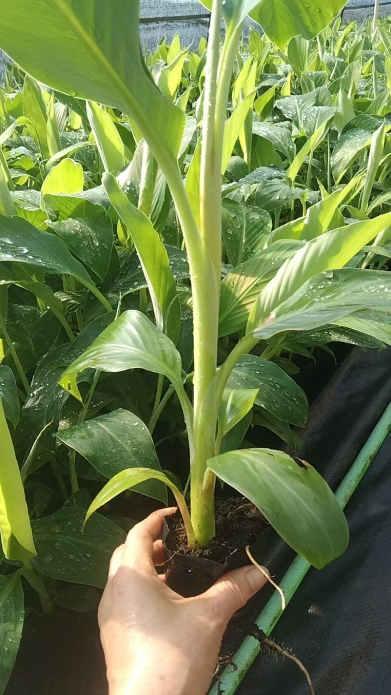 桂蕉一号、小米蕉、红香蕉苗，杯苗成活率高，好管理