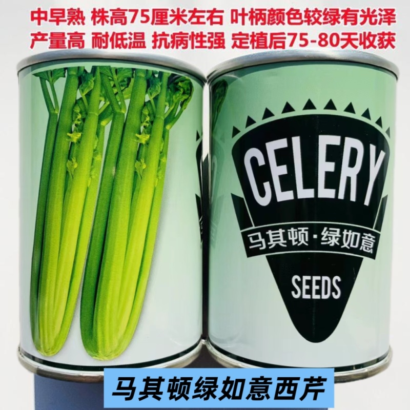 马其顿绿如意西芹种子高产基地专用中小棵芹菜种子四季芹菜种