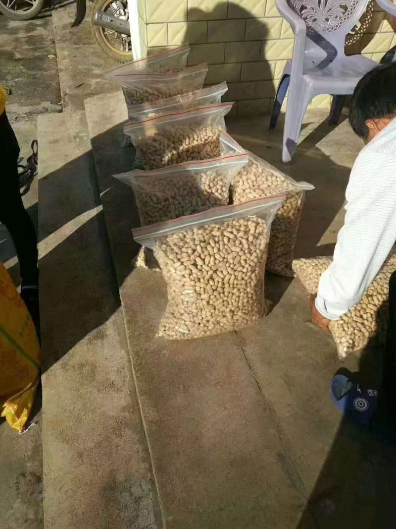 日嗮花生